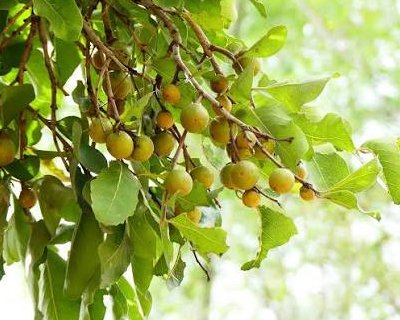 Tendu/Kendu Leaves